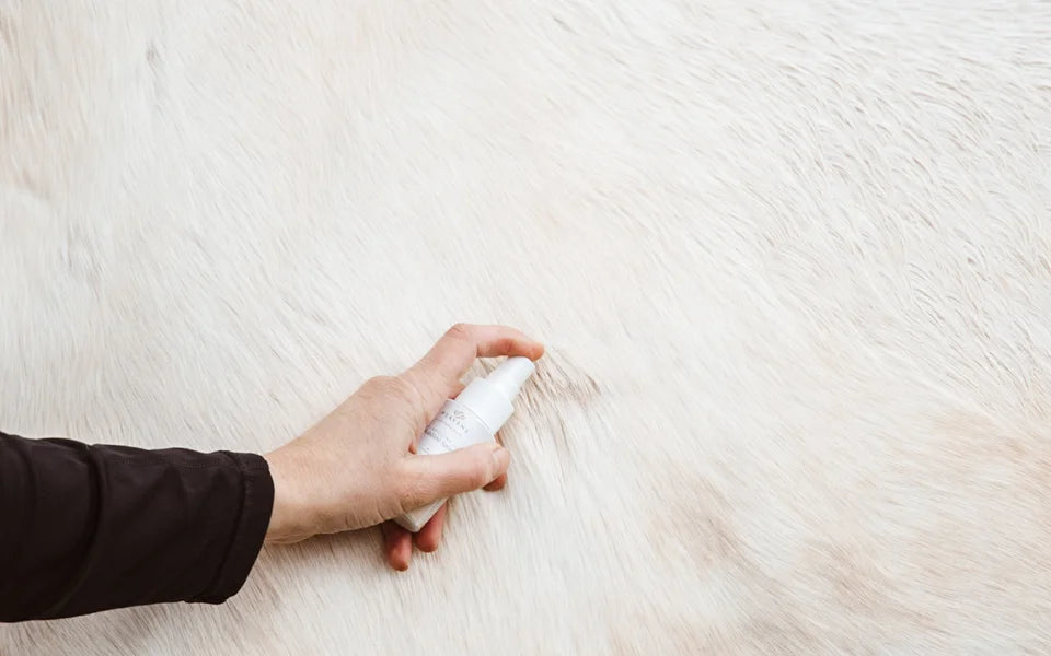 Eine Hand sprüht das Propolis Wohlfühl-Spray auf dichtes, helles Pferdefell