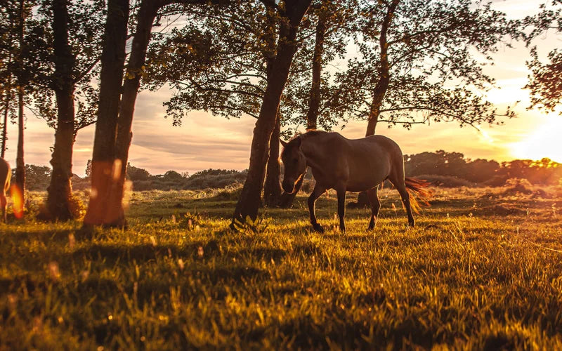 Braunes Pferd grast auf einer Weide zwischen Bäumen im warmen Abendlicht