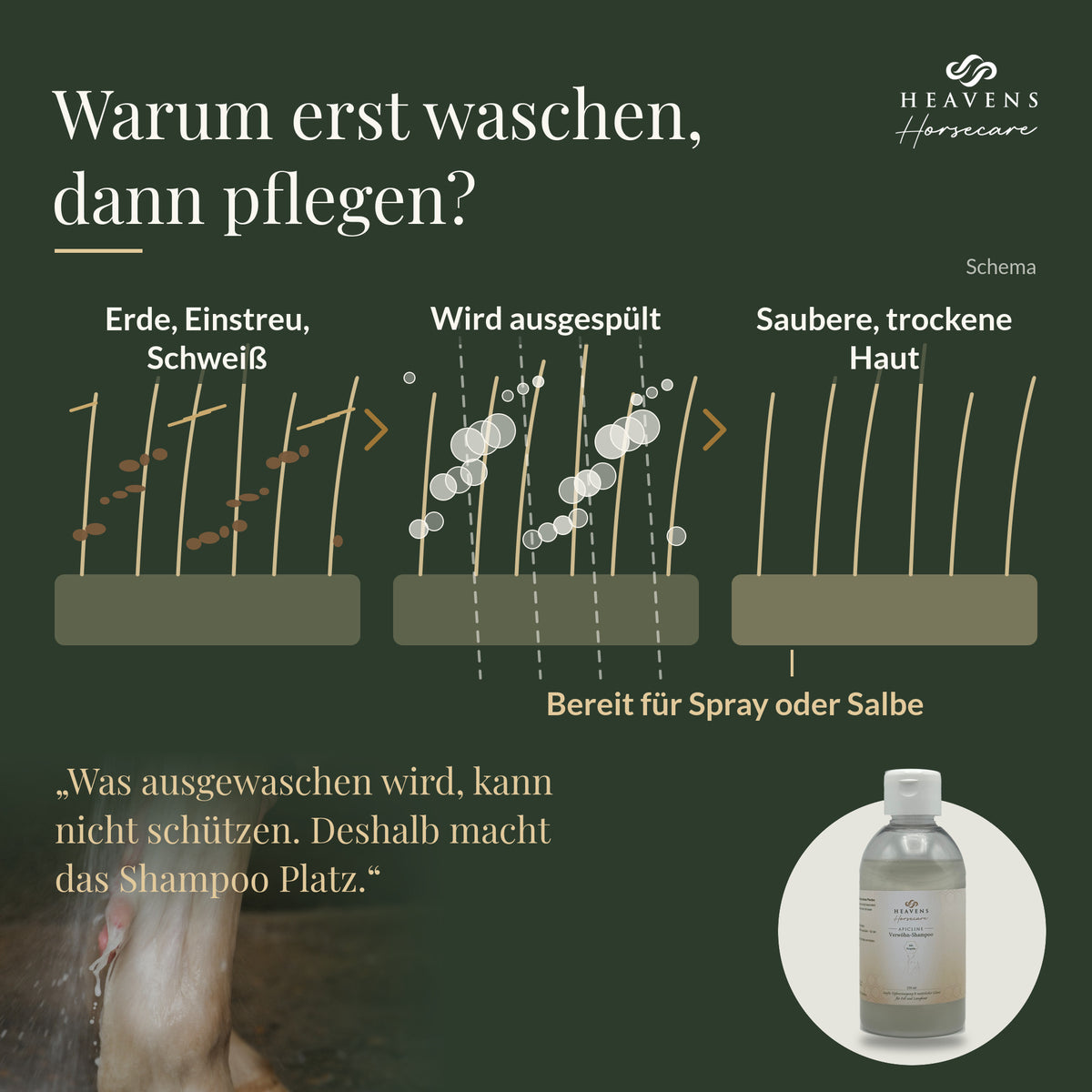 Warum erst waschen, dann pflegen: Schema von Fell mit Erde, Einstreu und Schweiß über das Ausspülen zu sauberer, trockener Haut
