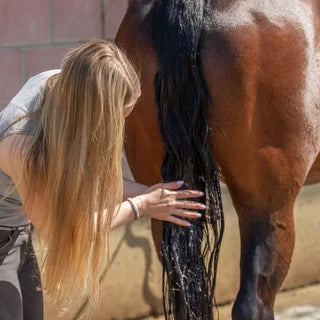 Reiterin massiert Shampoo in den Schweif ihres braunen Pferdes ein