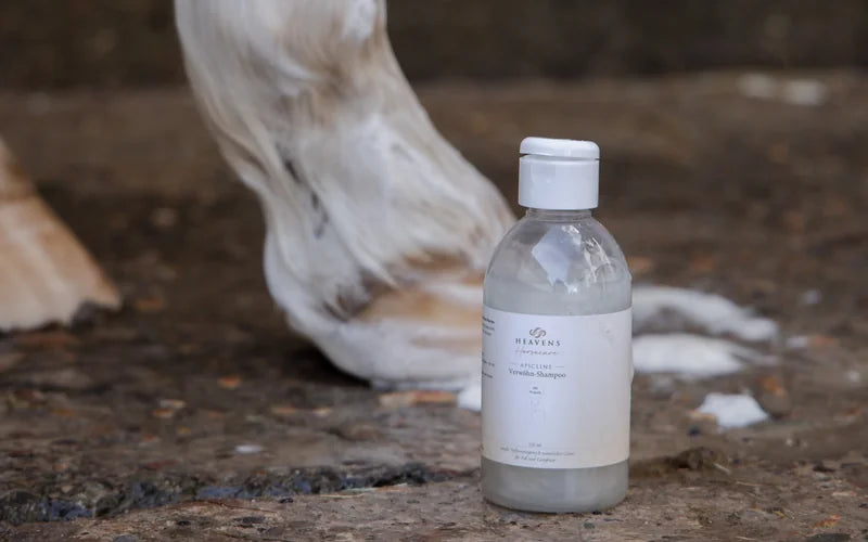 Weiß eingeschäumtes Pferdebein auf nassem Boden, daneben eine Flasche Propolis-Shampoo