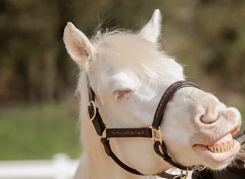 Weißes Pferd mit Halfter, das fröhlich die Zähne zeigt